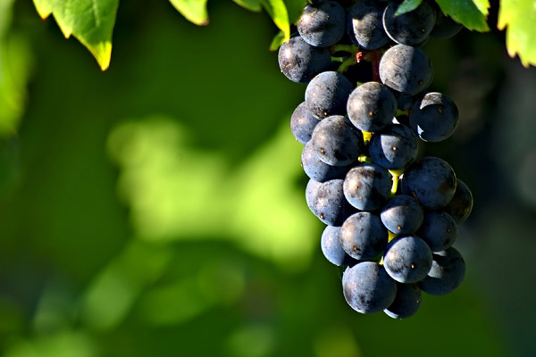 Red vs Black fruits