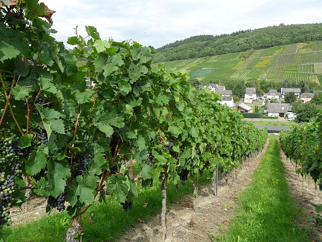 Mosel Riesling grapes