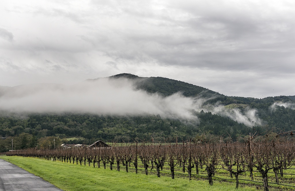 Vineyard in Napa Valley, California 