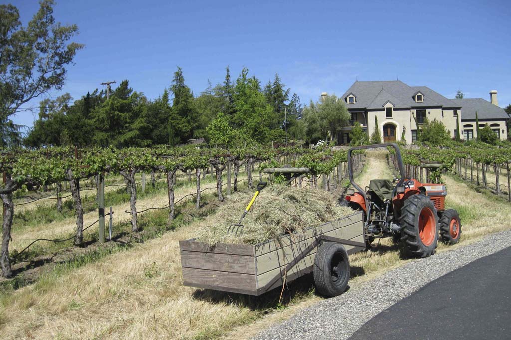 Napa Valley Vineyard