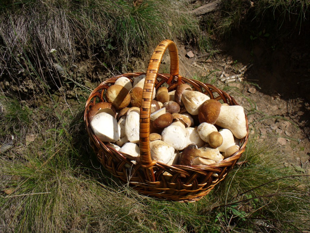 Foraging for Mushrooms