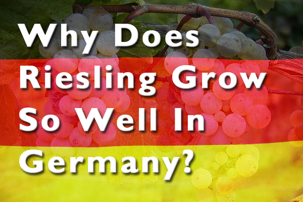 Why does Riesling grow so well in Germany