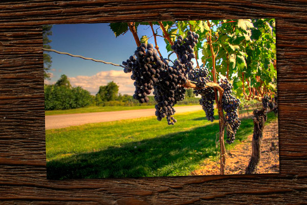 Building a wine dynasty in Ontario