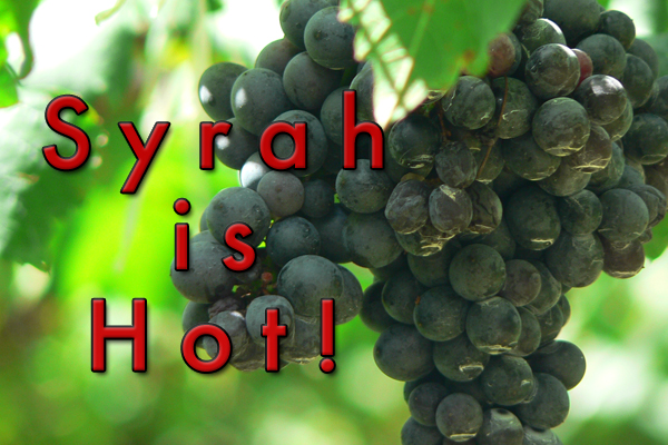 syrah wine popularity