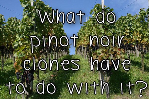 What do pinot noir clones have to do with it?