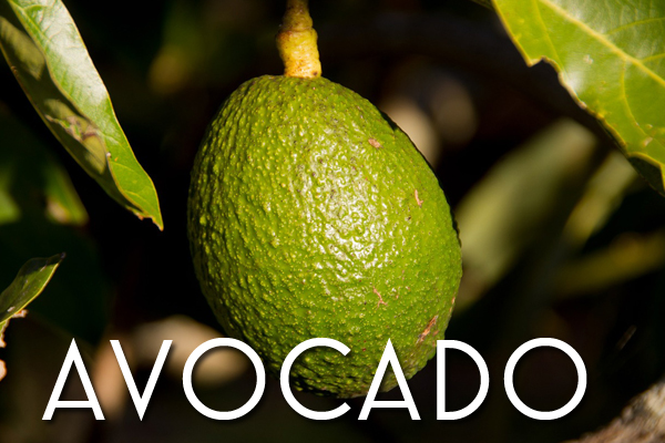 Avocadoes