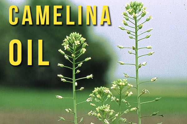 Camelina oil