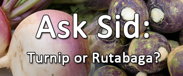 the difference between a turnip and a rutabaga