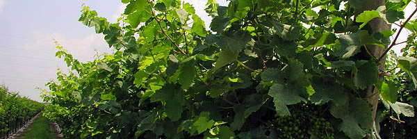 Prosecco grapes