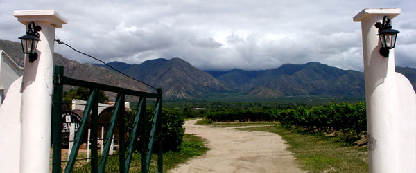 Argentina's vineyards have the highest altitudes