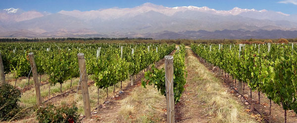 Argentina's Mendoza wine region