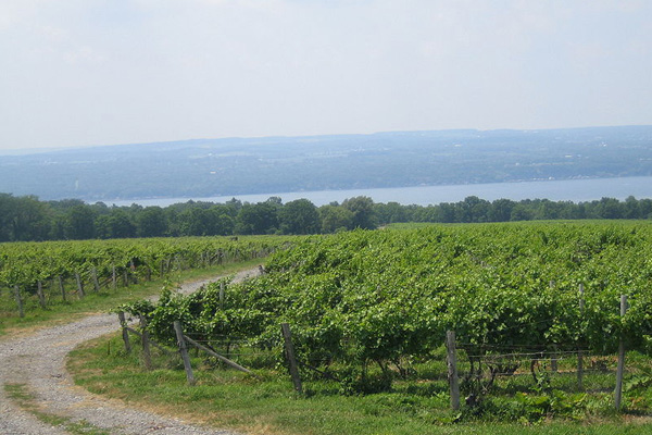 Vineyards in the Finger Lakes wine region