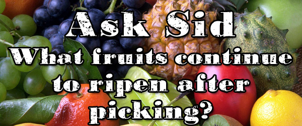 What fruits continue to ripen after picking?