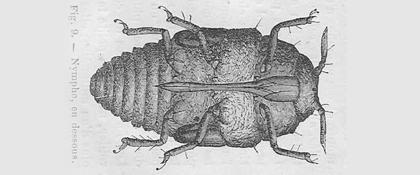 Phylloxera and its impact on Hungarian wine