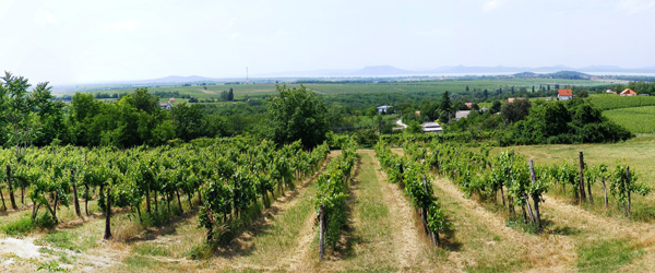 Vineyards in Hungary wine