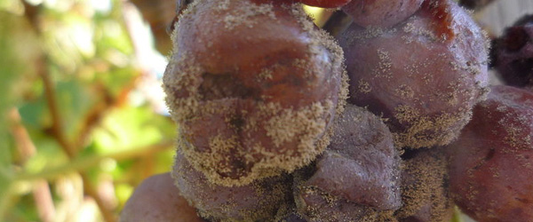 Hungary Botrytis Cinerea wine grapes