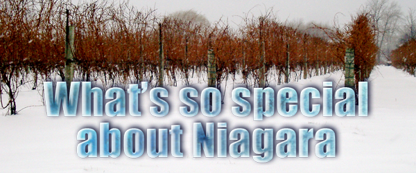 Ice wine Niagara