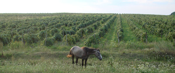 Moldova wine history