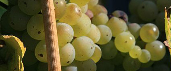 Grapes used to make sekt