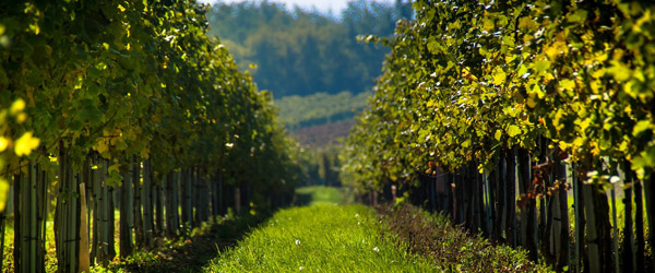 White and red wine in Austria