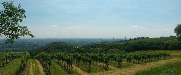 Austrian vineyards are located on the eastern part of the country