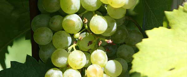 Gruener Veltliner grapes Austrian wine