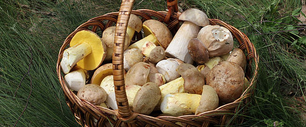 Ukrainian foraged mushrooms
