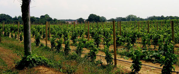 Long Island is a great place for Merlot and Cabernet Sauvignon