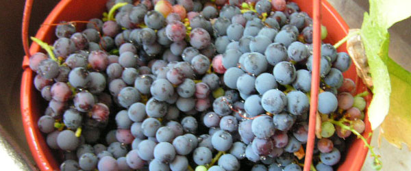 Long Island is known for Merlot wine grapes