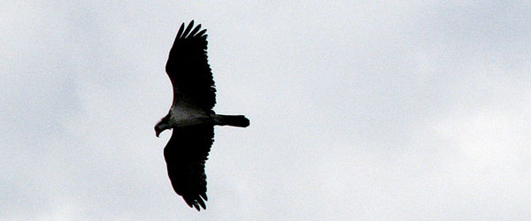 Birds attack Long Island vineyards