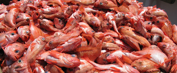 Redfish popular 80s food trend