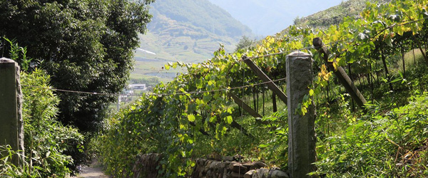 Japanese wine growing techniques