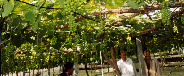 How many acres are dedicated to vineyards in Japan