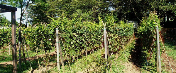 Japanese vineyards