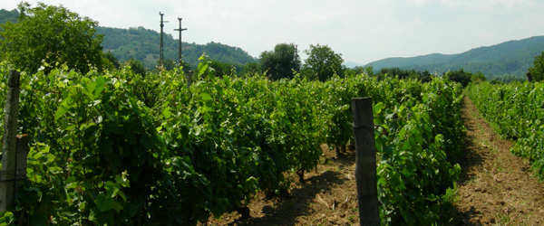 Wine production in Romania