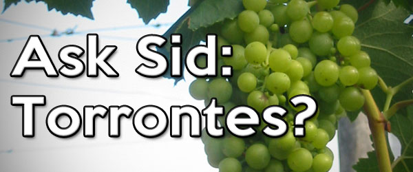 torrontes wine grape