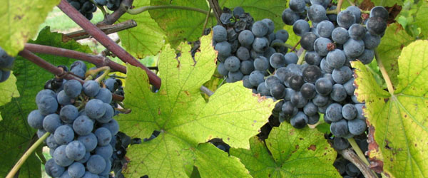 Norton grapes in Virginia