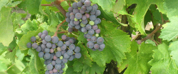 Chile's signature wine grape