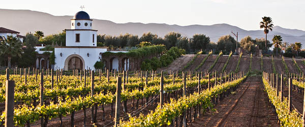 Baja Peninsula Mexico wine