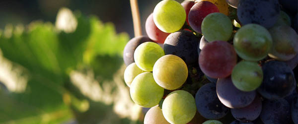 Mexico wine grapes varietals