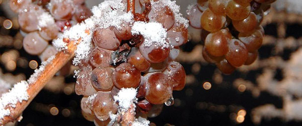 icewine production in Nova Scotia