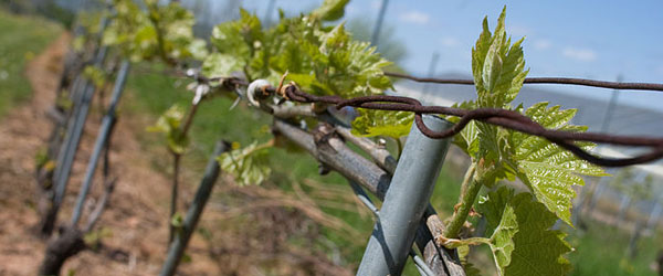 l'acadie grape nova scotia wine