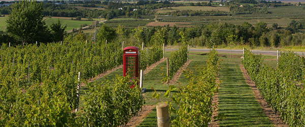 grapes grown in Nova Scotia