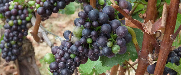 pinot noir from oregon wine