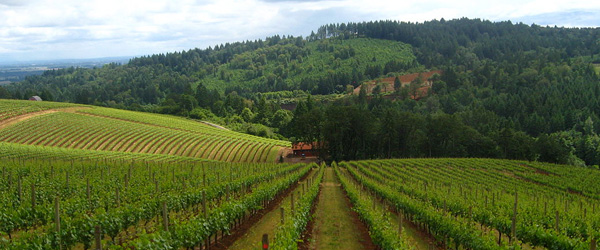 Willamette Valley oregon wine