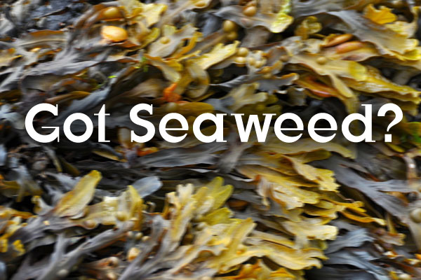 seaweed algae health benefits nutrients vitamins thyroid iodine