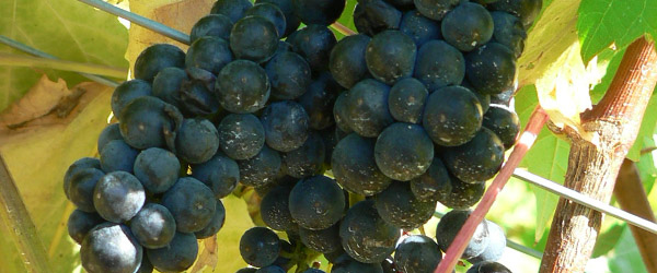 wine grape varieties varietals hybrid vitis vinifera