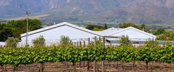 vineyards in South Africa