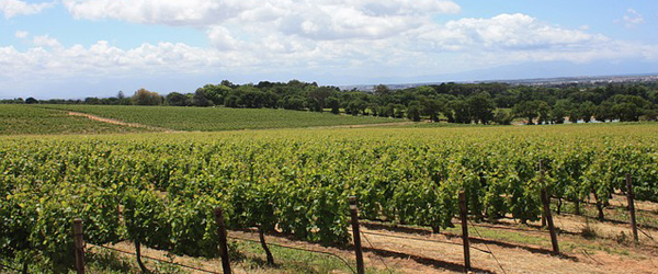 popular wine grapes in South Africa