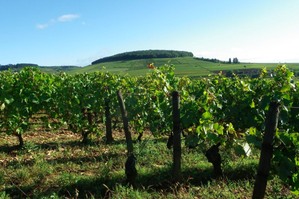 Domaine Chandon des Briailles